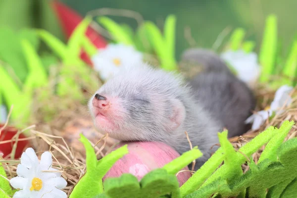 Bambino furetto nel nido di fieno — Foto Stock