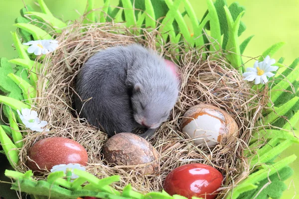 Fret baby in het nest van hooi — Stockfoto