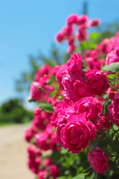 ピンクのバラは庭 — ストック写真