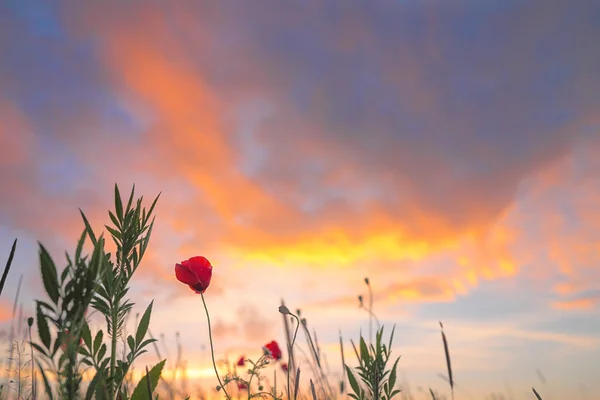 日落时的红色罂粟花 — 图库照片