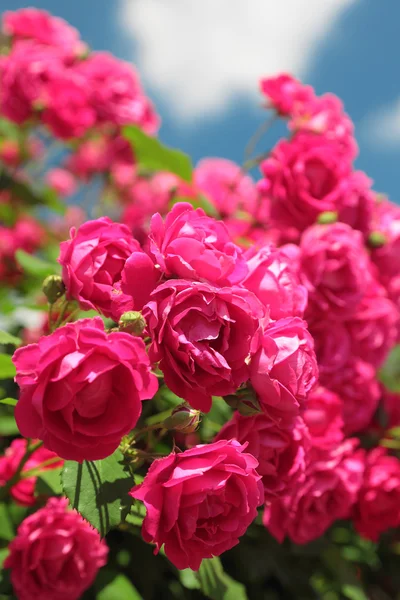 Rosas de jardín rosa — Foto de Stock