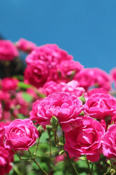 Rosas de jardín rosa — Foto de Stock