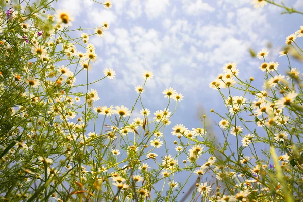 Frühlingswiese mit Gänseblümchen — Stockfoto