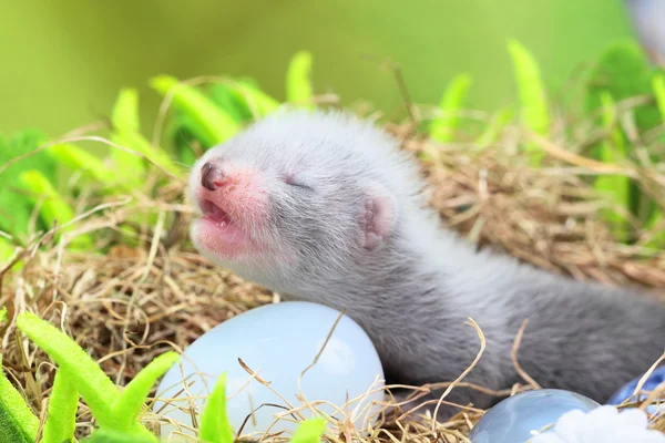 Frettchenbaby im Nest aus Heu — Stockfoto