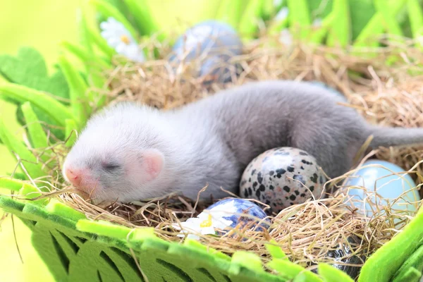 Frettchenbaby im Nest aus Heu — Stockfoto