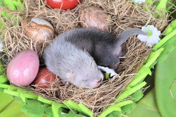 Bebé hurón en el nido de heno — Foto de Stock
