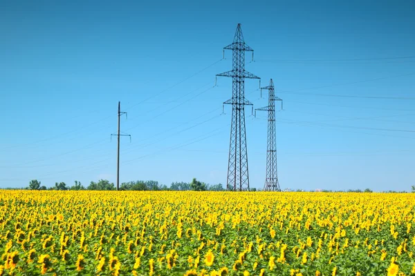 Ayçiçeği tarlası doğrultusunda yüksek voltajlı güç