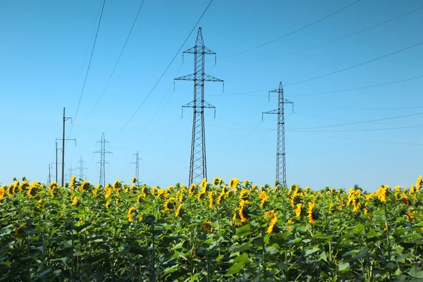 Línea eléctrica de alto voltaje en el campo de los girasoles — Foto de Stock