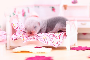 gelincik baby doll House