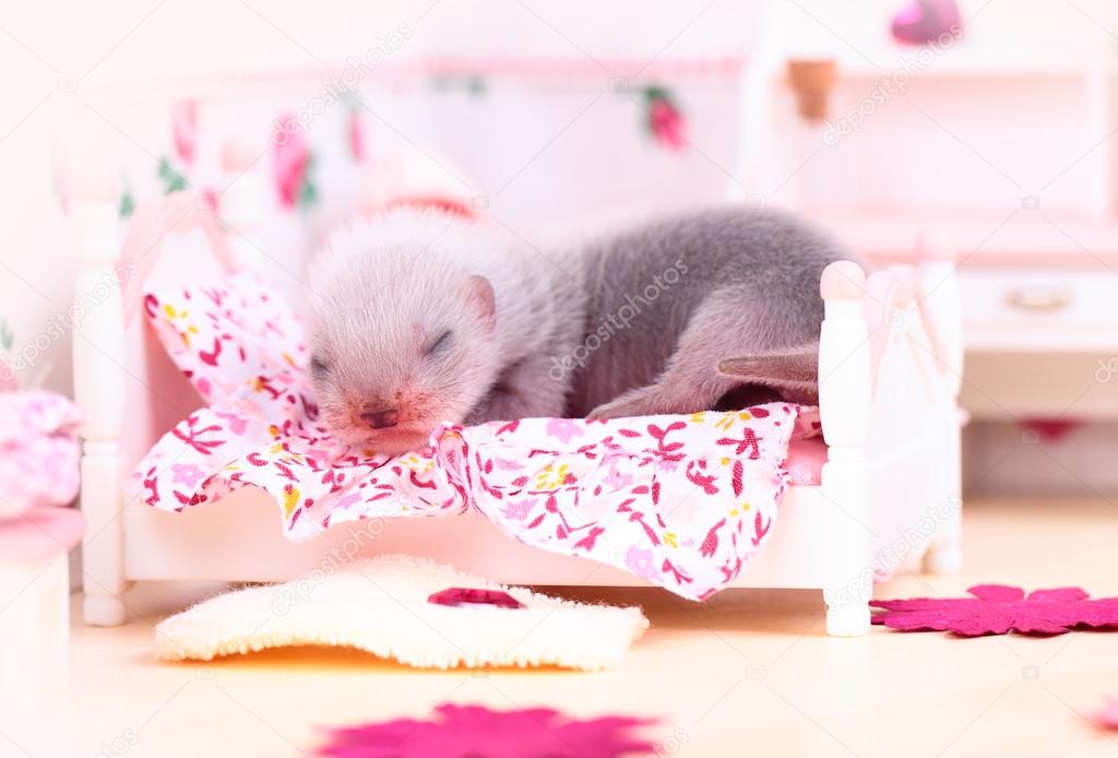 Ferret baby in doll house