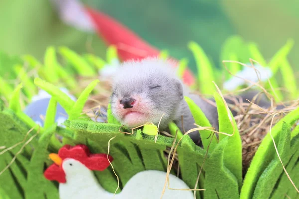 Bébé furet dans le nid de foin — Photo