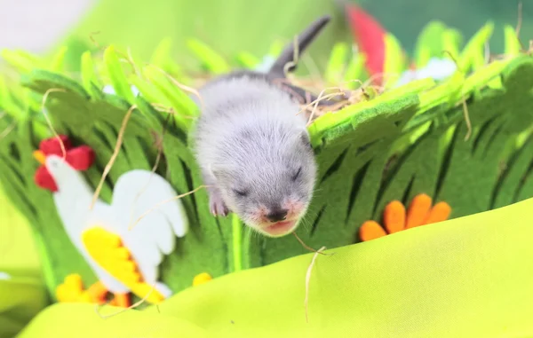 Ferret ทารกในรังหญ้า — ภาพถ่ายสต็อก