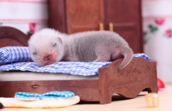 Ferret baby in doll house — Stock Photo, Image