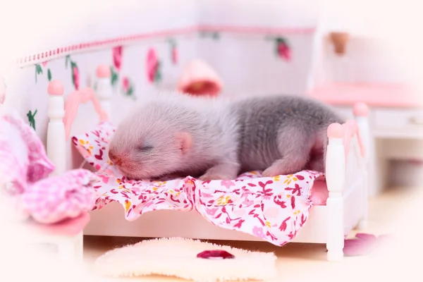 Ferret baby in pop huis — Stockfoto