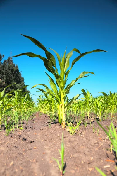 Kiełki kukurydzy zielony — Zdjęcie stockowe