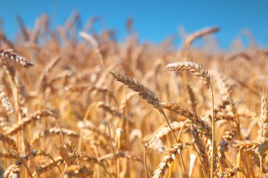 Buğday tarlası ve mavi gökyüzü