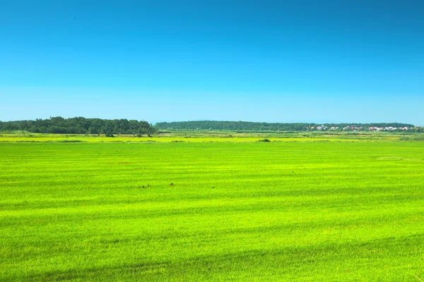 Zielona łąka pod błękitnym niebem — Zdjęcie stockowe