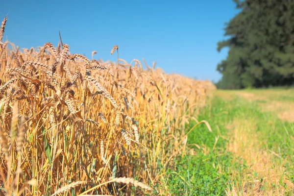 밀 과푸른 풀로 이루어진 밭 — 스톡 사진