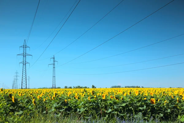 Línea eléctrica de alto voltaje en el campo de los girasoles — Foto de Stock