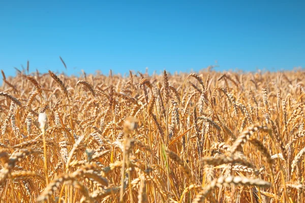 Wheat field and blue sky Royalty Free Stock Images