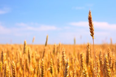 Buğday tarlası ve mavi gökyüzü