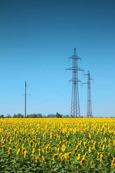 高电压电源线领域的向日葵 — 图库照片