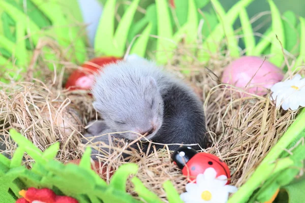 Bambino furetto nel nido di fieno — Foto Stock