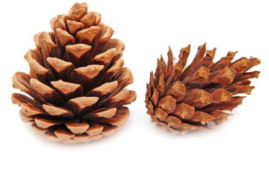 iki çam kozalakları