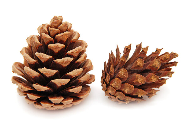 Two pine cones