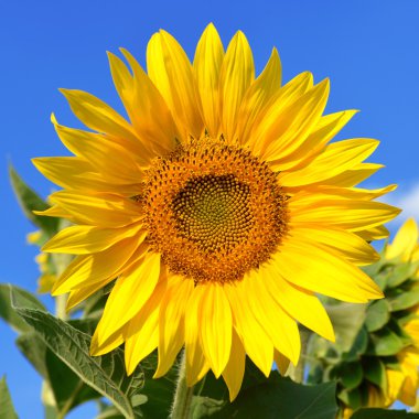 Ayçiçeği