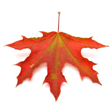 Kırmızı yaprak