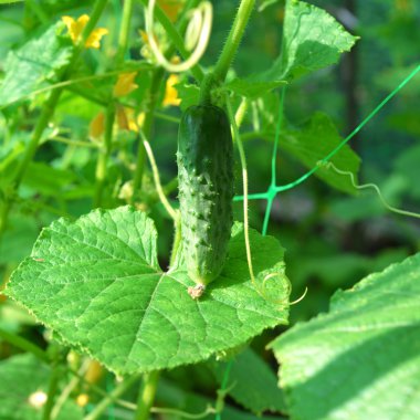 çiçekli salatalık