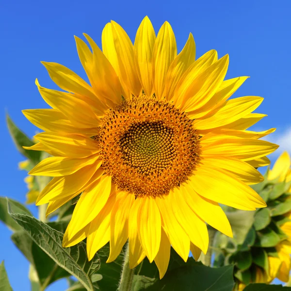 Zonnebloem — Stockfoto