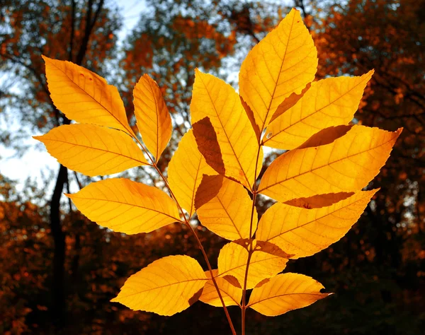 Branch — Stock Photo, Image