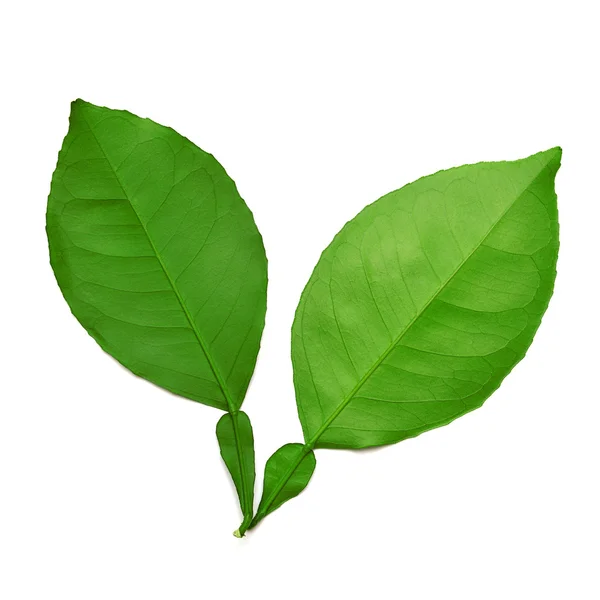 Leaf — Stock Photo, Image