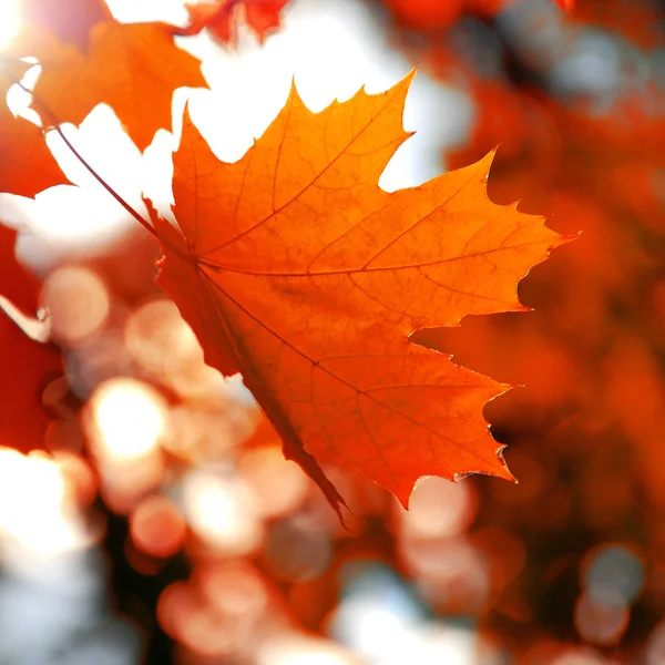 akçaağaç yaprağı