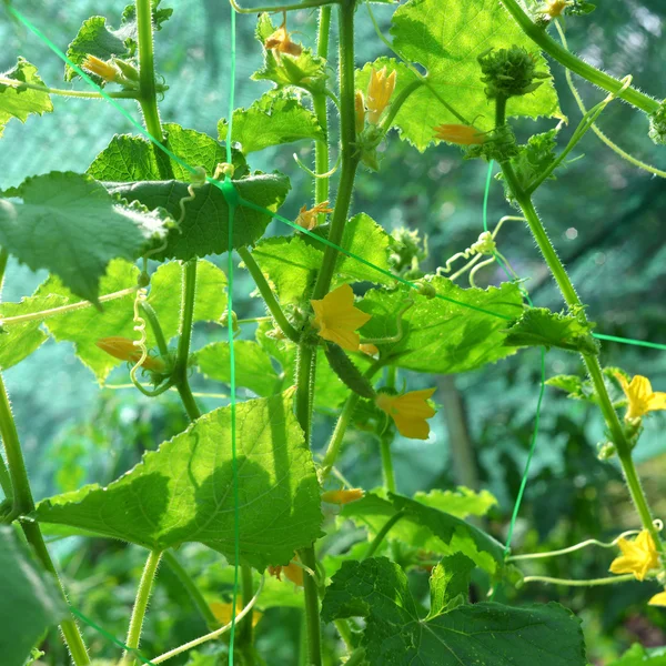 Pepino floreciente — Foto de Stock