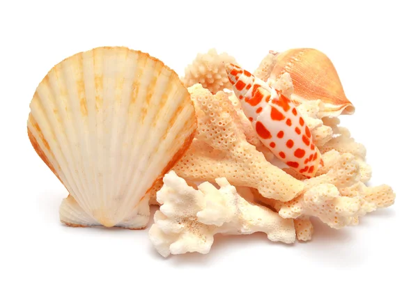 Seashells — Stock Photo, Image