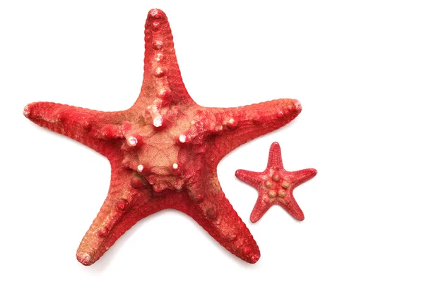 Röd sjöstjärna — Stockfoto