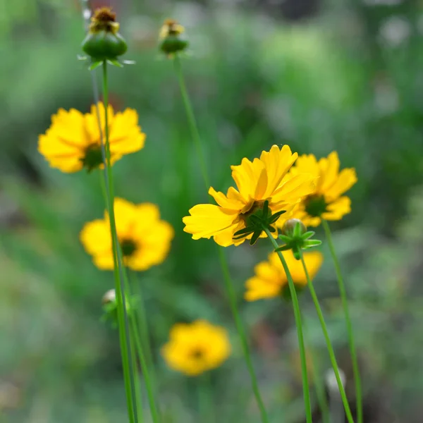 Yellow daisies — Stock Photo, Image