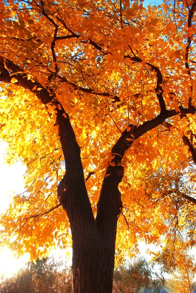 Herbst — Stockfoto