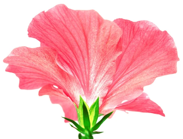 Hibisco-de-rosa — Fotografia de Stock