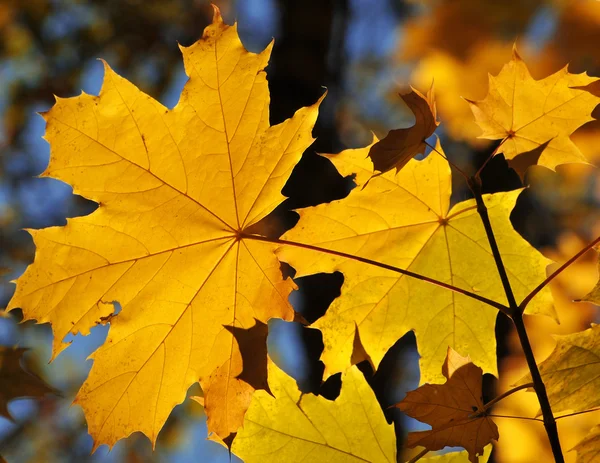 Yellow maple — Stock Photo, Image