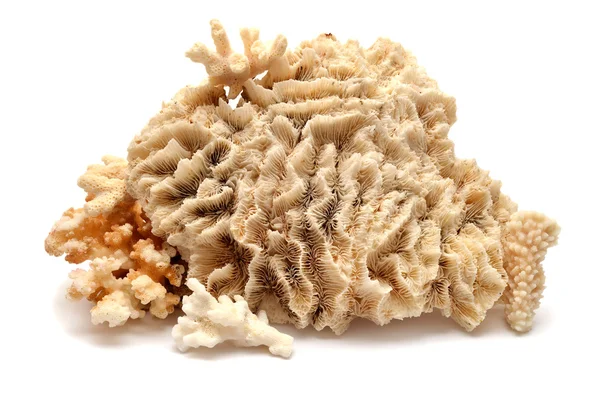 Coral — Stock Photo, Image