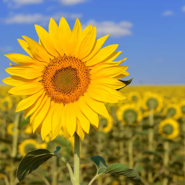 Zonnebloem — Stockfoto