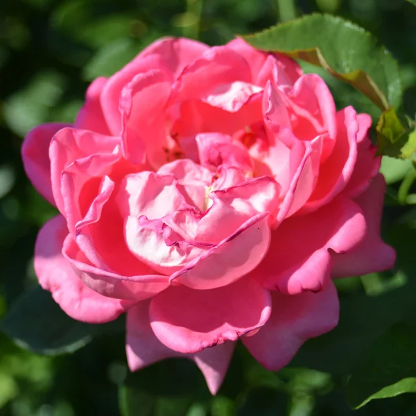 Pink rose — Stock Photo, Image