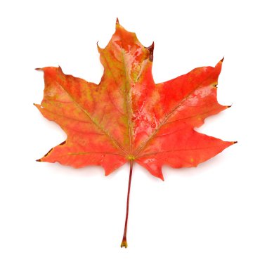Kırmızı yaprak