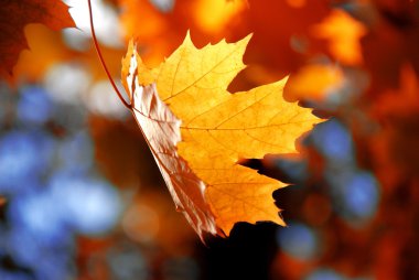 akçaağaç yaprağı