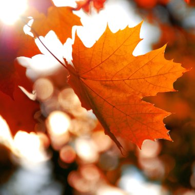 akçaağaç yaprağı