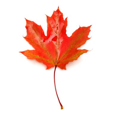 Kırmızı yaprak
